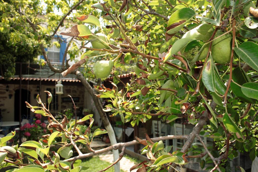Istanbul Pension Ayvalik Bagian luar foto